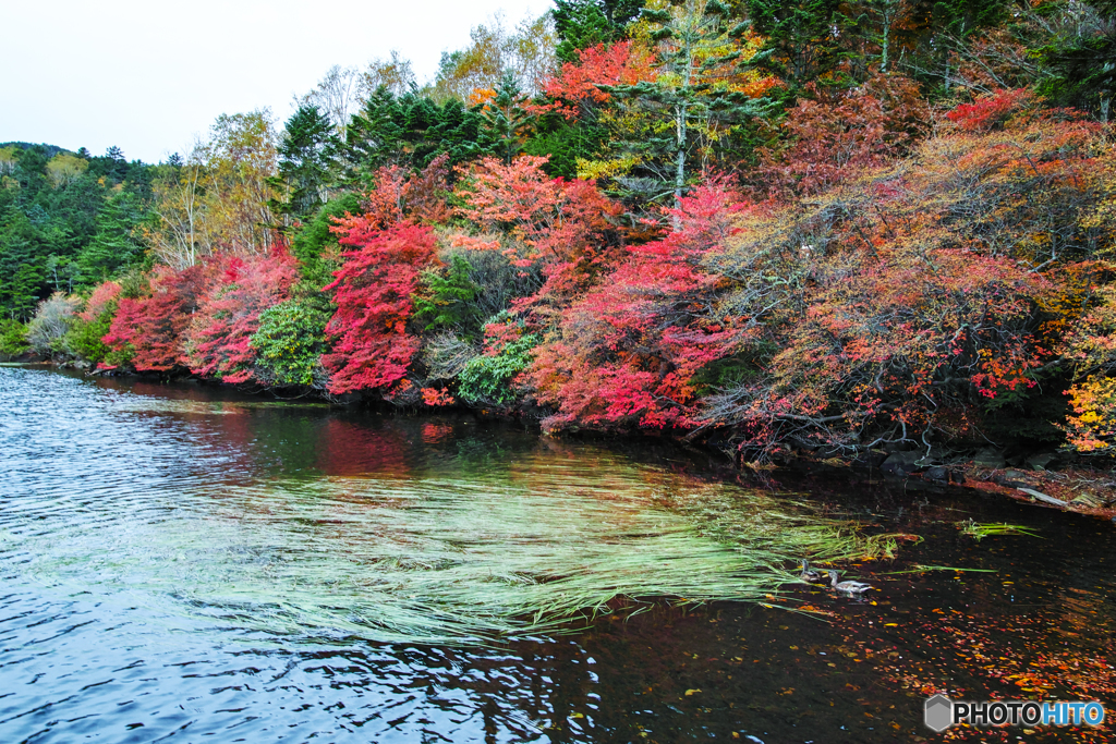 白駒池の紅葉・カモ付き