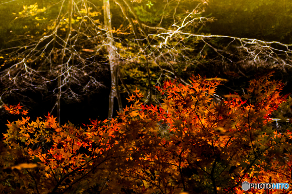 水中の紅葉