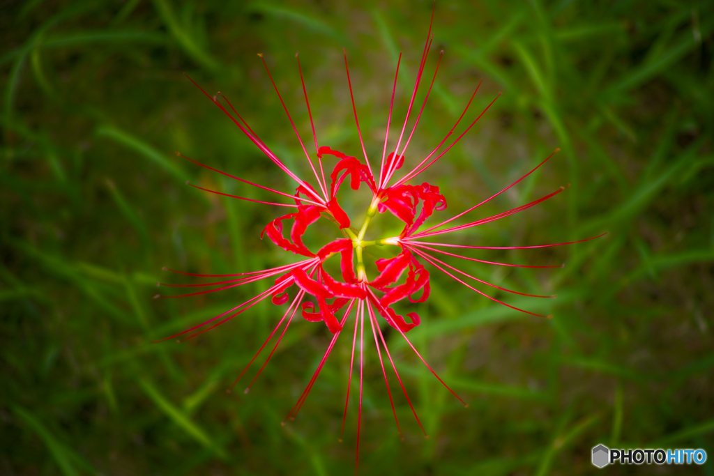 曼珠沙華