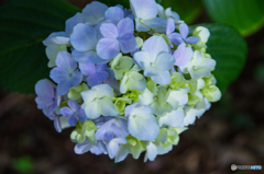 やっちゃったニッサン！！