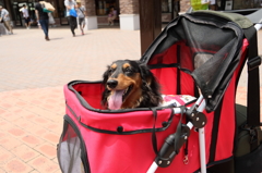 いおん君　土岐アウトレットの旅