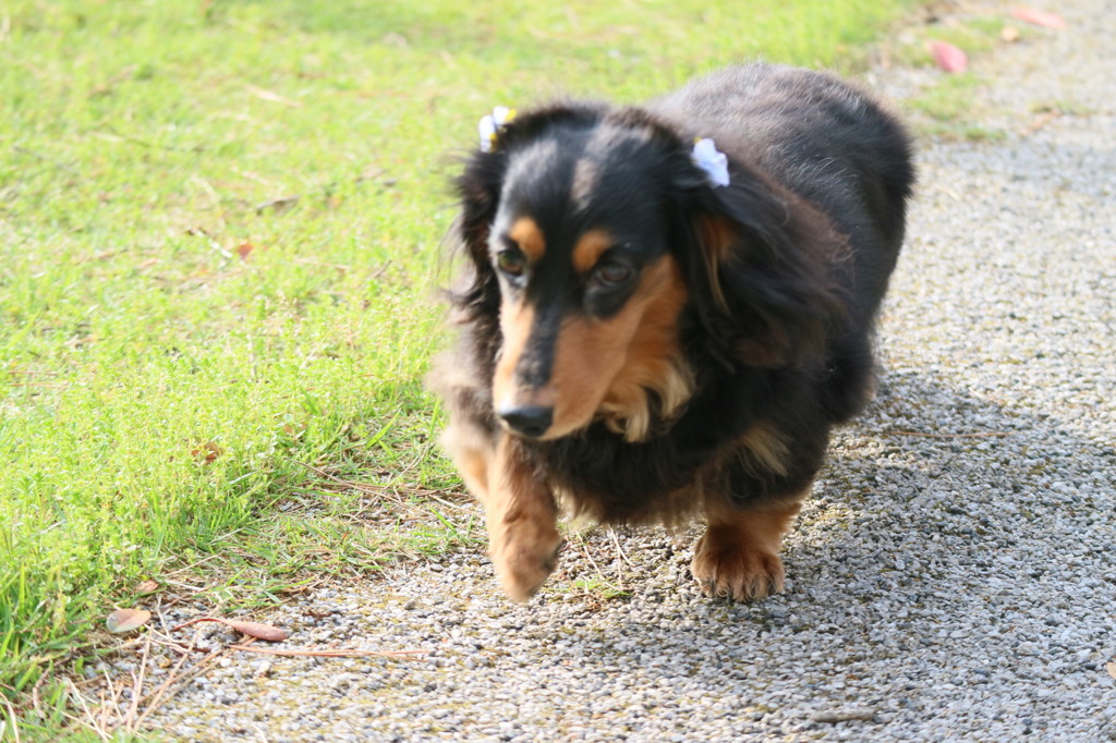 いおん君のお散歩