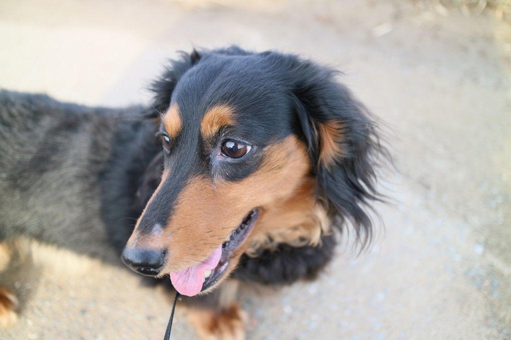 いおん君のお散歩