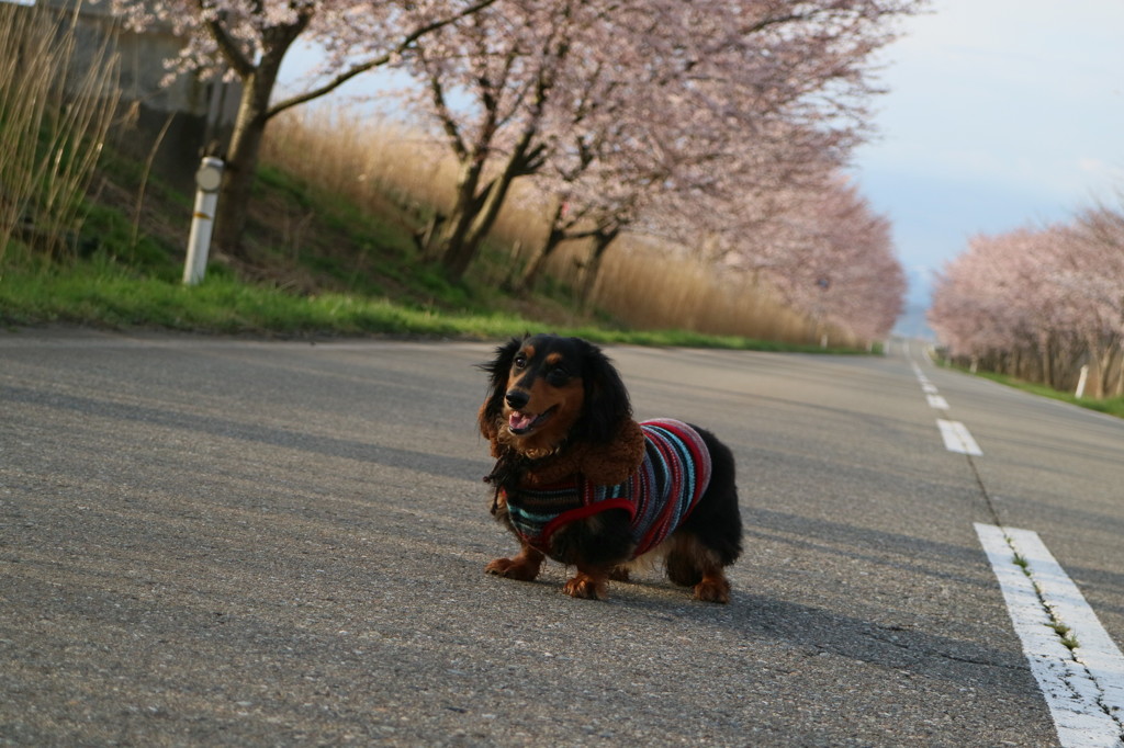 桜と愛犬