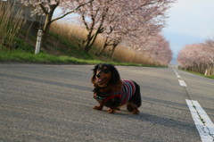 桜と愛犬