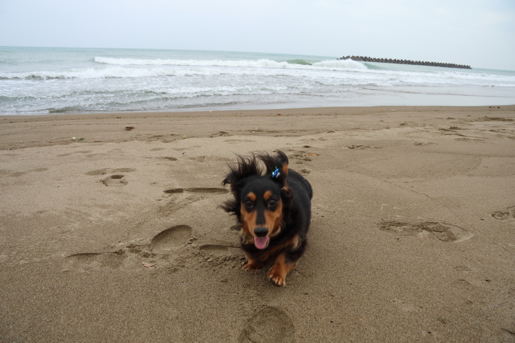 いおん君のお散歩