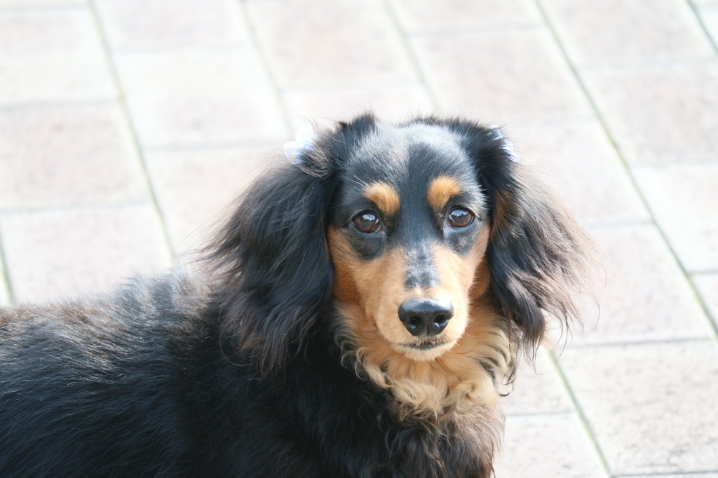 いおん君のお散歩