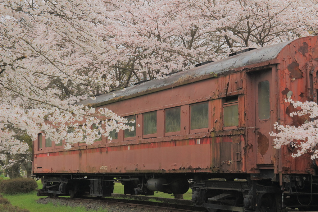 廃客車と桜