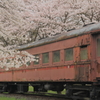 廃客車と桜