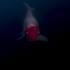 静に浮かぶ