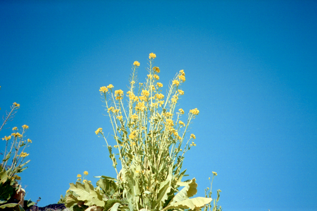 XA_00038