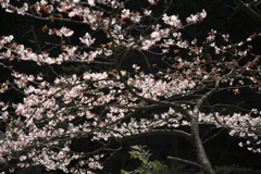 桜が咲く所