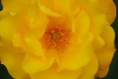 薔薇 08