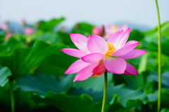 蓮沼02