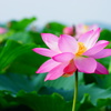 蓮沼02