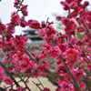 松山城03