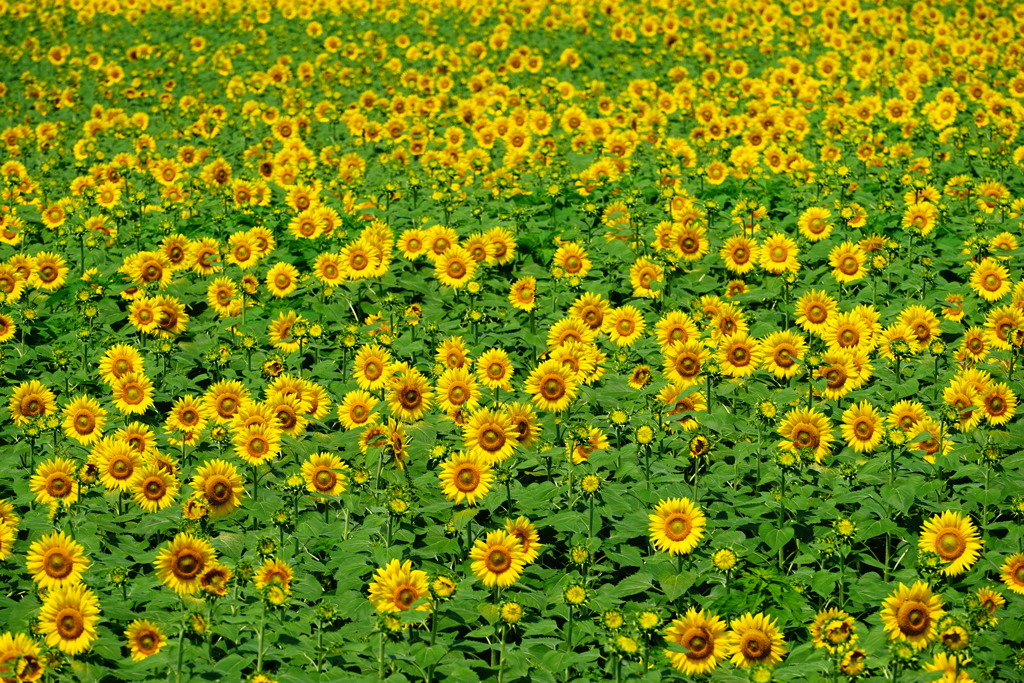 ひまわり01