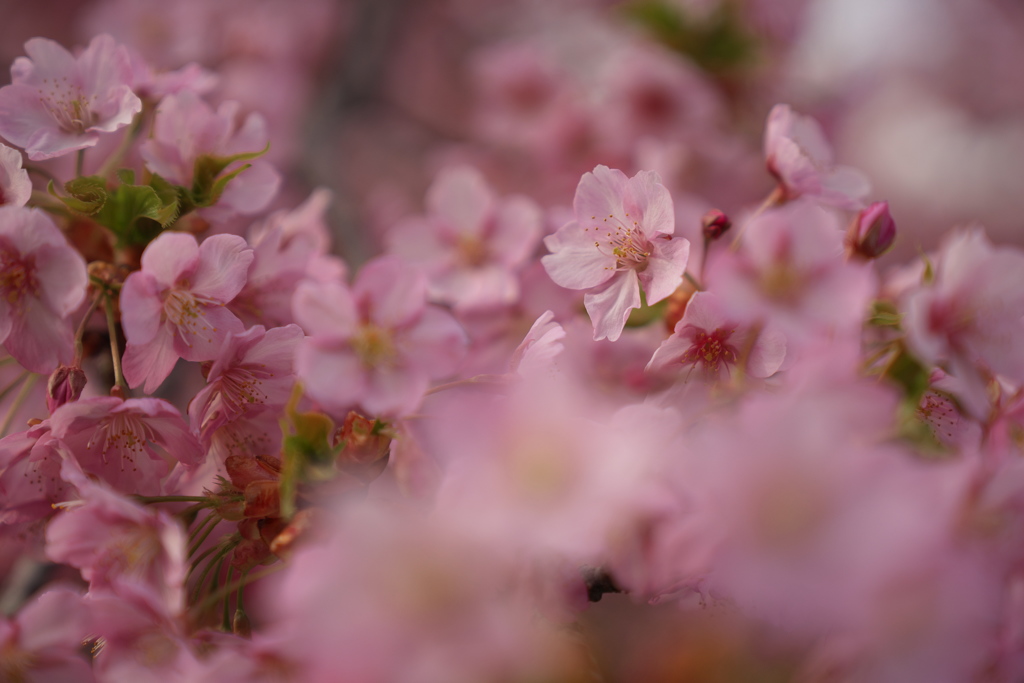 河津桜001