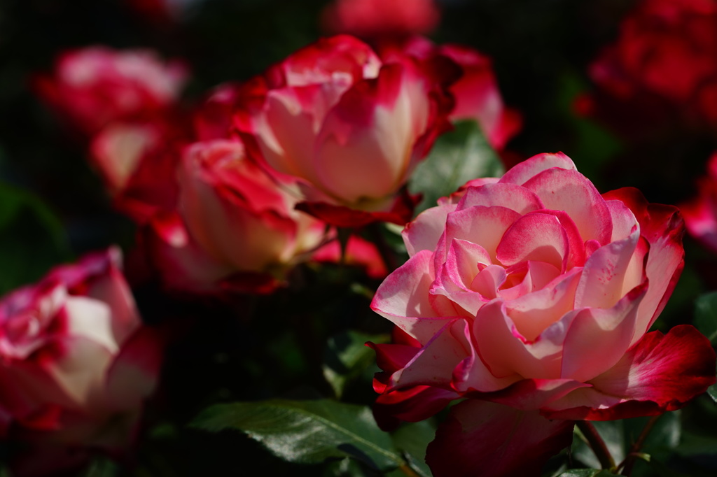 薔薇02