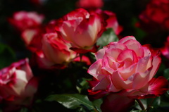薔薇02