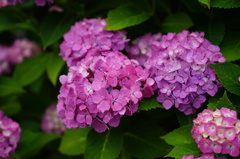 紫陽花01