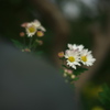 野菊