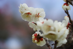 梅花盛り15