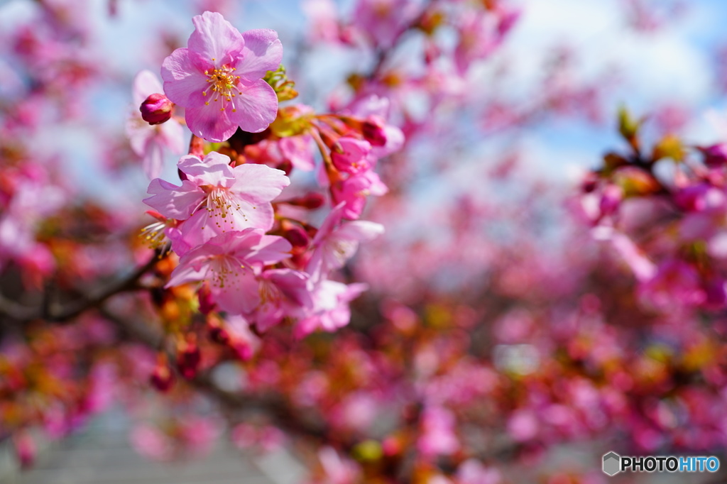 河津桜０１