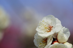 梅花盛り25