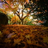 紅葉終焉06