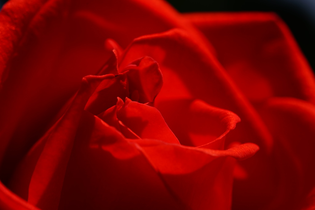 薔薇
