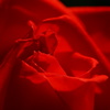 薔薇