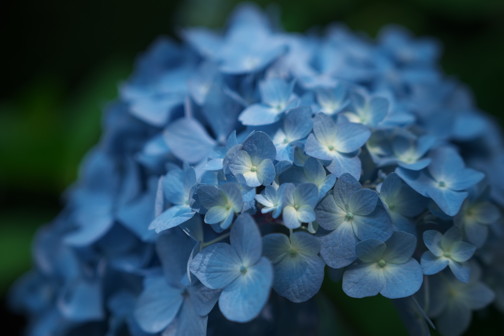紫陽花　01