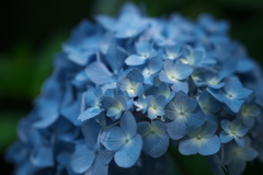 紫陽花　01