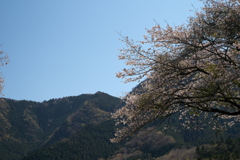 里山の春05