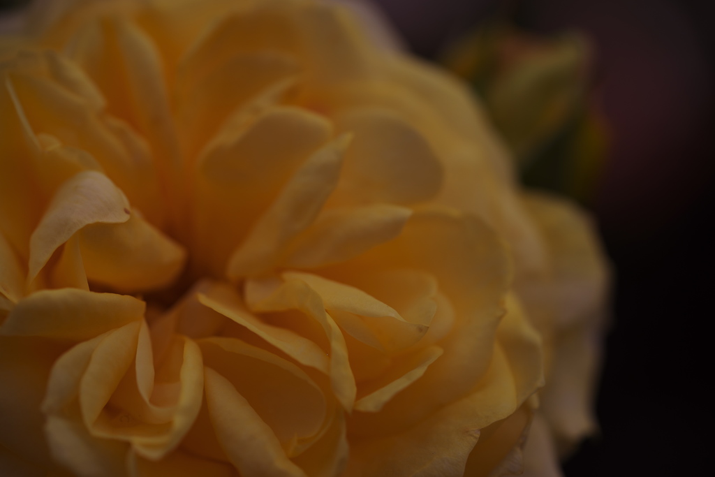 薔薇 02