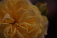 薔薇 02