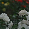 薔薇02