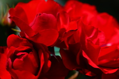 薔薇05