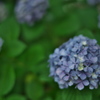 散歩　紫陽花