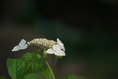 紫陽花02