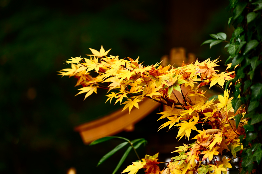 紅葉三昧22