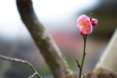 梅花盛り05