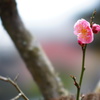 梅花盛り05