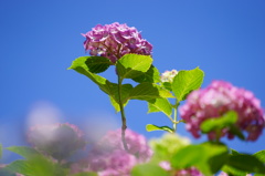 紫陽花03