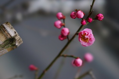 梅花盛り06