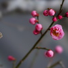 梅花盛り06