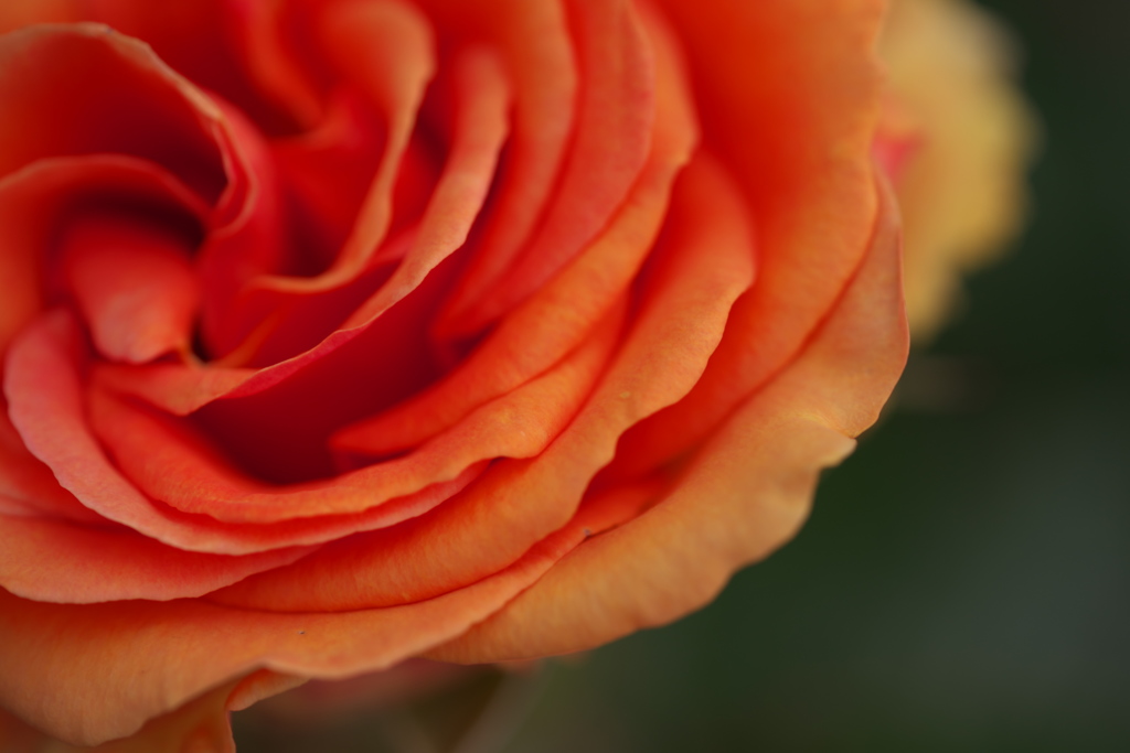 薔薇 03