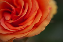 薔薇 03