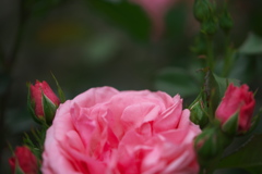 薔薇 07
